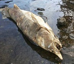 Трагедия под Астраханью: погибло 4 тонны белуги