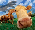 Четверо астраханцев, воровавших скот, пошли под суд