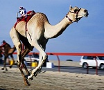 В Астраханской области снова состоятся верблюжьи бега