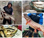 В Астрахани "попёрла" рыба