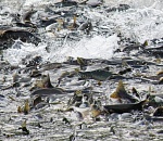 В Астрахани ситуация критичная. Волгу ждет один из худших в истории нерестов 