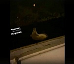 Астраханец спас тонущую собаку