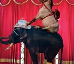 Праймериз в облдуму разнообразил дагестанский электрик