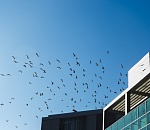 Аэропорту Астрахань предъявили 16 миллионов за поврежденные воронами лайнеры