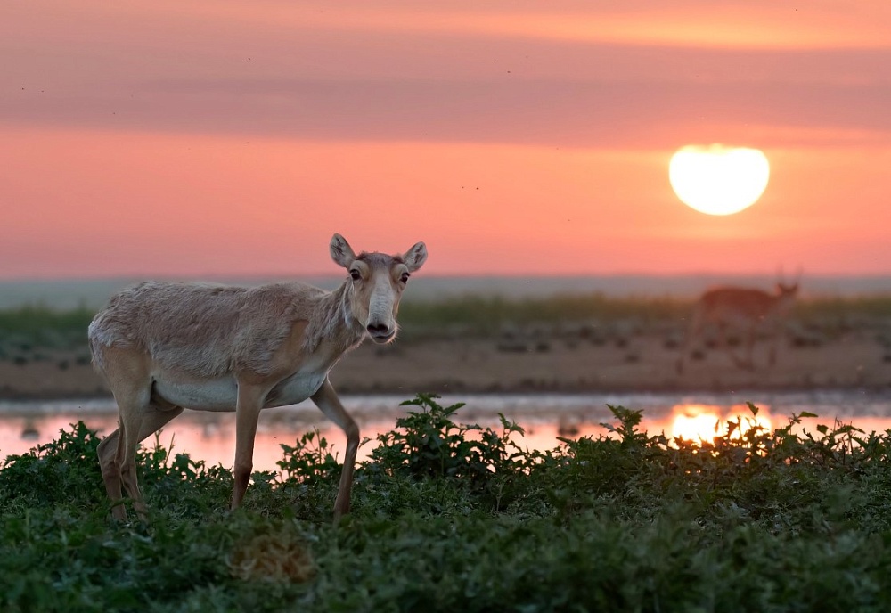 Астраханское природное чудо участвует в «конкурсе красоты»