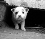 В Астрахани планируют построить питомник для бродячих животных