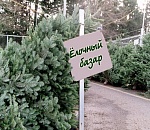 Список елочных базаров в Астрахани. Остерегайтесь подделок!