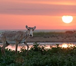 Астраханское природное чудо участвует в «конкурсе красоты»