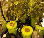 В Астрахани гость города выращивал коноплю в теплице стоимостью 70 тысяч рублей