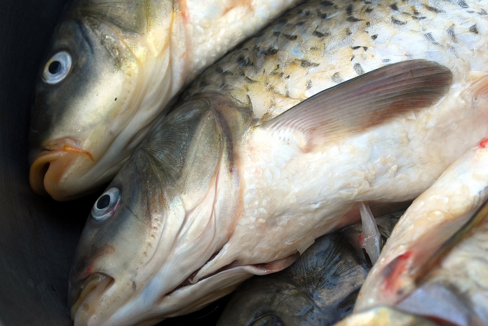 Астраханские пограничники не пропустили восемь тонн рыбы