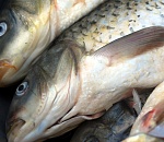 Астраханские пограничники не пропустили восемь тонн рыбы