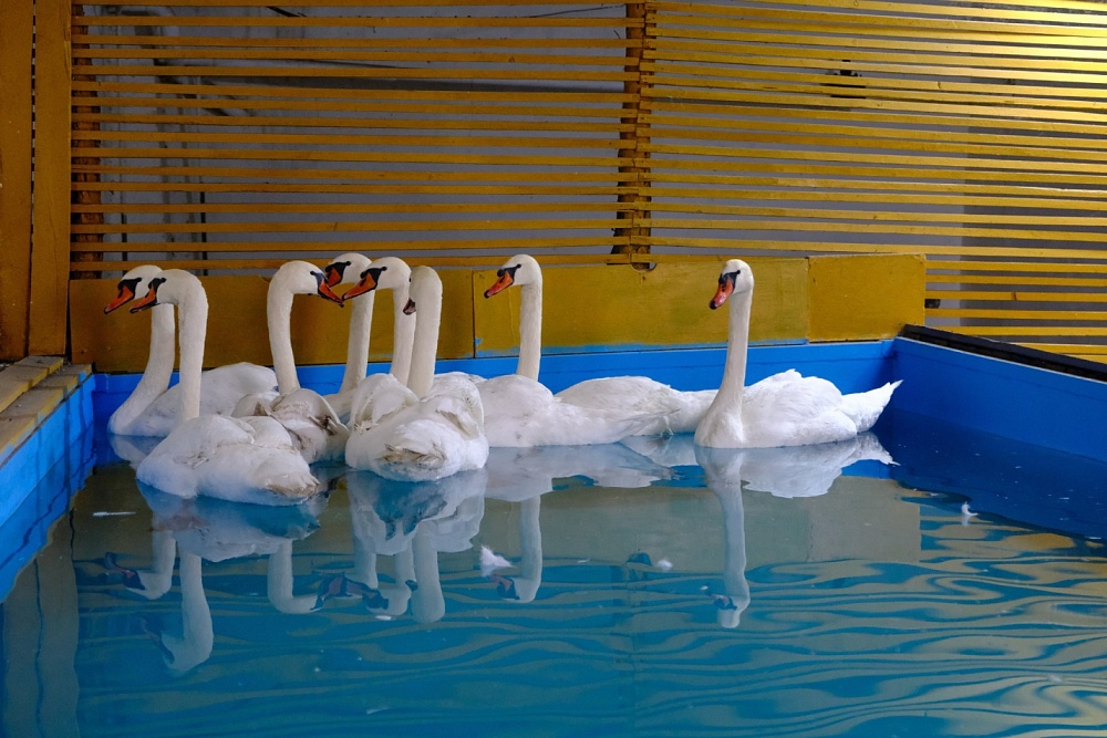 Лебеди с озера в центре Астрахани сменили место жительства