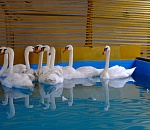 Лебеди с озера в центре Астрахани сменили место жительства