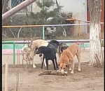 Стая собак разодрала кошку прямо на территории детского сада