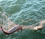 Астраханцы наловили рыбы на баснословную сумму, но что-то пошло не так