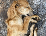 Астраханская полиция проверяет информацию о зверски убитых собаках