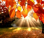 Кажется, в Астрахань идет бабье лето