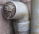 Не дельный обзор. А не откопать ли нам Луковку и Чесноковку?