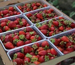 Как обычно - все клубнично: астраханский фермер начал выращивать клубнику под известным брендом