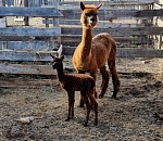В астраханском зоопарке родился милый альпака