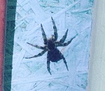 Астраханец показал паука, от которого становится не по себе