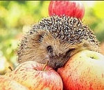 Во вторник в Астрахани немного потеплеет