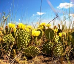 В Астраханской области началось цветение мексиканского кактуса