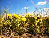 В Астраханской области началось цветение мексиканского кактуса