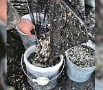 Астраханцы своими силами спасают мальков от массового замора