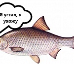 Астраханцы могут остаться без воблы: неутешительные прогнозы озвучили ученые КаспНИРХа