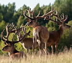 Львят из астраханского зоопарка обменяют на маралов