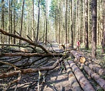 В Астраханской области разрешено собирать валежник только голыми руками