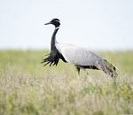 Записки астраханского натуралиста. Самый маленький журавль