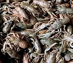 Астраханские раки столицу не увидели: в Ахтубинском районе задержали рейсовый автобус с живым товаром