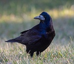 Записки астраханского натуралиста. А вы различаете врановых?