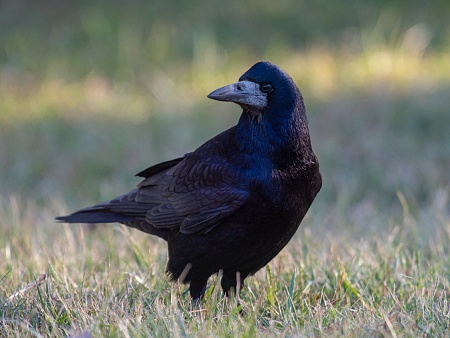 Записки астраханского натуралиста. А вы различаете врановых?