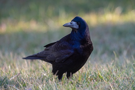Записки астраханского натуралиста. А вы различаете врановых?