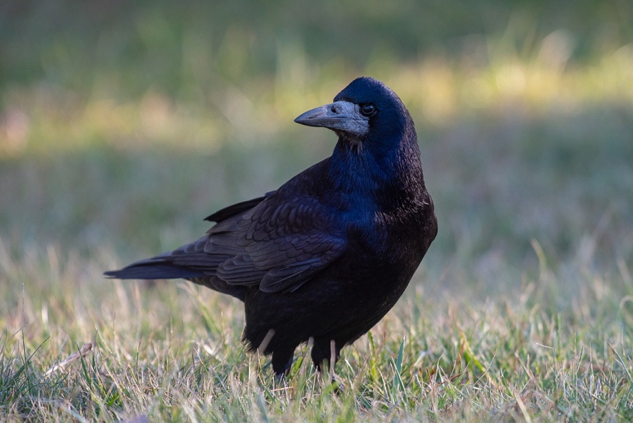 Записки астраханского натуралиста. А вы различаете врановых?