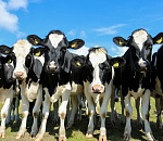 В Астрахани полицейские поймали воров крупного рогатого скота