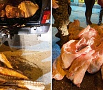 В короткой погони под Астраханью полиция остановила «Ниву» с 65 тушами краснокнижных осетровых