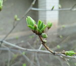 Столбик термометра в Астрахани вновь поднимется выше +20