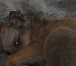  В Астрахани вынесен третий за год приговор о живодерстве