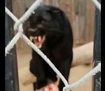 В астраханском зоопарке пантера набросилась на мужчину: видео