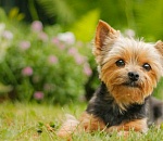 Твори добро: астраханские полицейские вернули ребенку пропавшего терьера