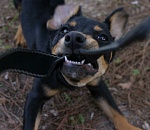 В Астрахани пожилую женщину искусали бродячие собаки