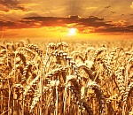 Черноярские фермеры впервые за последние десять лет вырастили богатый урожай пшеницы 