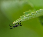 Записки астраханского натуралиста. Пара слов про пауков