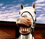 Астраханская Федерация конного спорта работала только на бумаге