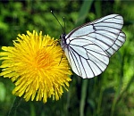 Астраханская погода в июне