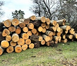 Астраханские  таможенники выявили канал контрабанды ценных лесоматериалов